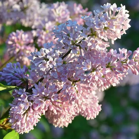 Oulujoen Unelma Apartmán