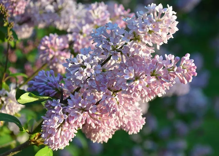 Oulujoen Unelma Appartement